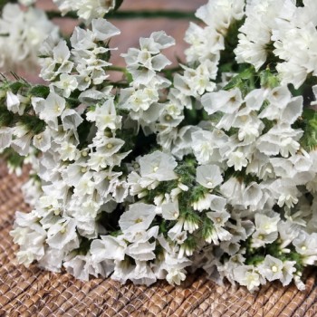 Meerlavendel - Statice White (Samen)