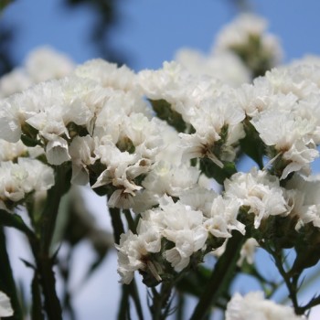 Meerlavendel - Statice White (Samen)