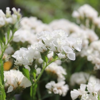 Meerlavendel - Statice White (Samen)