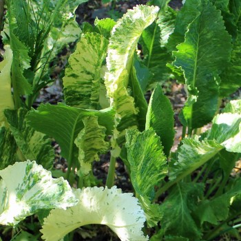 Meerrettich Variegata (Pflanze)