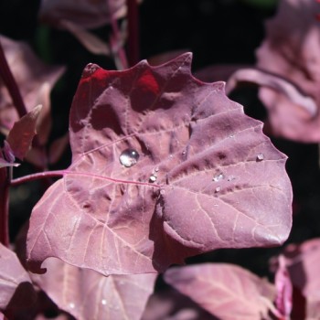 Melde Rubinrot (Samen)