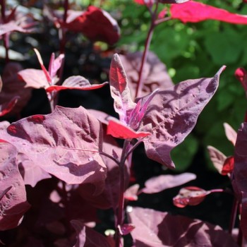 Melde Rubinrot (Samen)