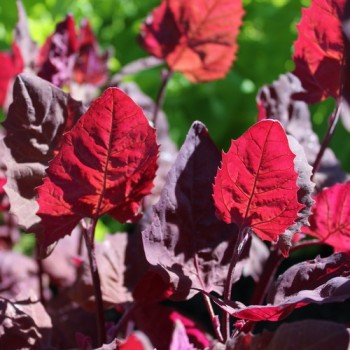 Melde Rubinrot (Samen)