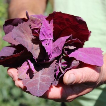 Melde Rubinrot (Samen)