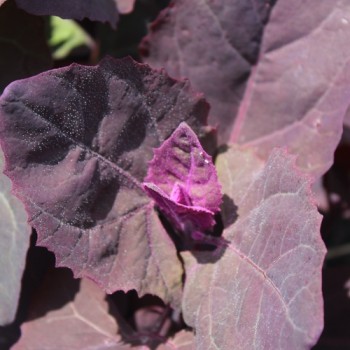 Melde violett (Samen)