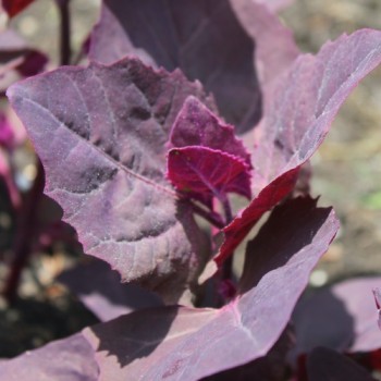 Melde violett (Samen)