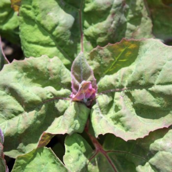 Melde zweifarbig (Samen)