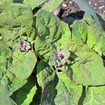 Melde zweifarbig (Samen)