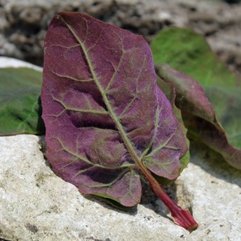 Melde zweifarbig (Samen)