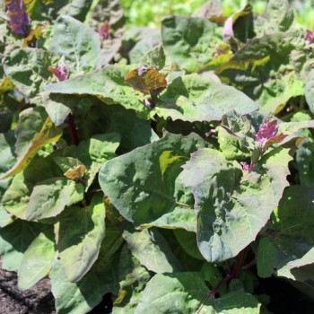 Melde zweifarbig (Samen)