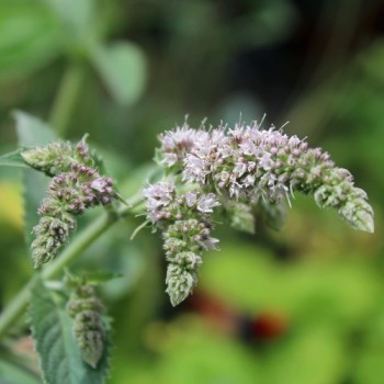 Waldminze (Samen)
