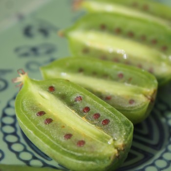 Mini-Kiwi Miss Green weiblich (Pflanze)