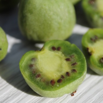 Mini-Kiwi Bojnice weiblich (Pflanze)
