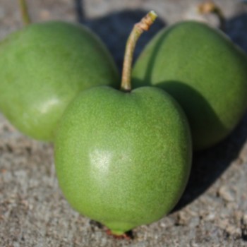 Mini-Kiwi Buro weiblich (Pflanze)