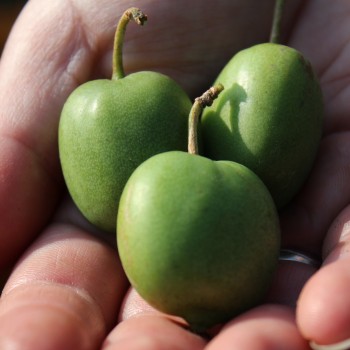 Mini-Kiwi Buro weiblich (Pflanze)