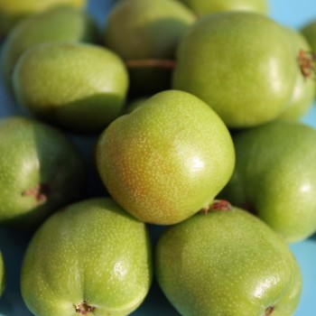 Mini-Kiwi Buro weiblich (Pflanze)
