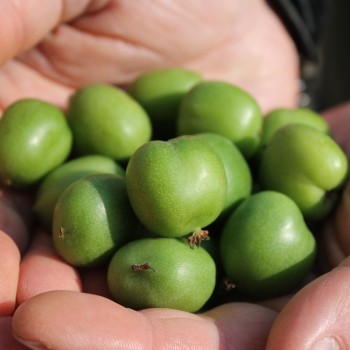 Mini-Kiwi Buro weiblich (Pflanze)