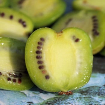 Mini-Kiwi Buro weiblich (Pflanze)