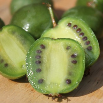 Mini-Kiwi Geneva weiblich (Pflanze)