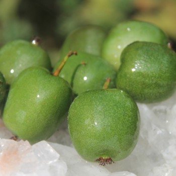 Mini-Kiwi Geneva weiblich (Pflanze)