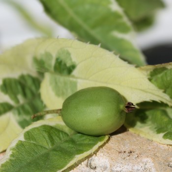 Mini-Kiwi Hokey Pokey selbstfruchtbar (Pflanze)