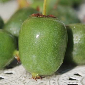 Mini-Kiwi Marmelada weiblich (Pflanze)