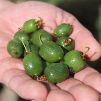 Mini-Kiwi Marmelada weiblich (Pflanze)