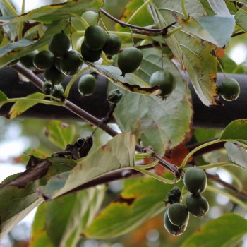 Mini-Kiwi Marmelada weiblich (Pflanze)