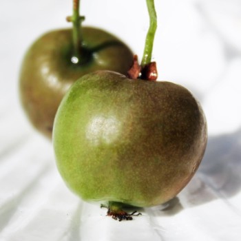 Mini-Kiwi Bojnice weiblich (Pflanze)