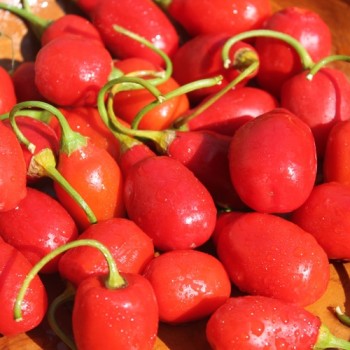 Chili Mini Rocoto rot (Schärfe 5) (Samen)