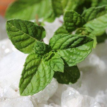 Minze Berries and Cream (Pflanze)