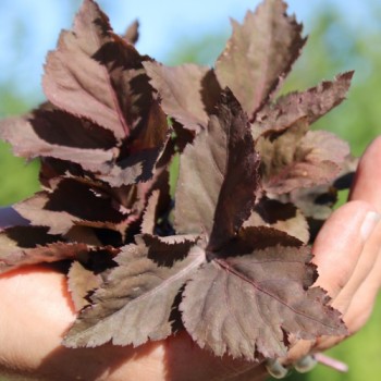 Mitsuba bronze (Samen)