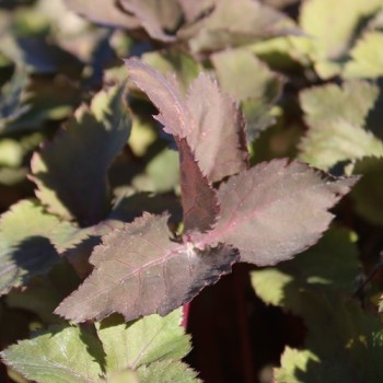 Mitsuba bronze (Samen)