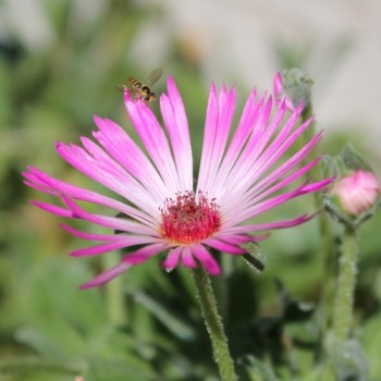 Mittagsblume Mix (Samen)