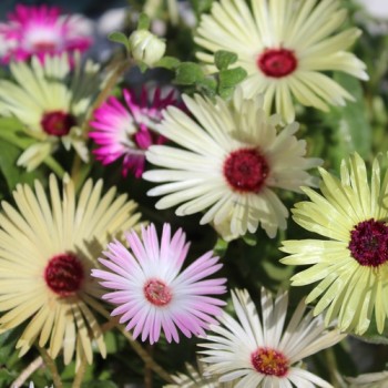 Mittagsblume Mix (Samen)