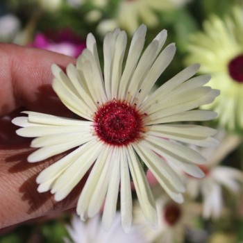 Mittagsblume Mix (Samen)
