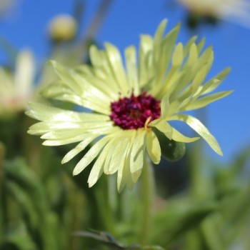 Mittagsblume Mix (Samen)
