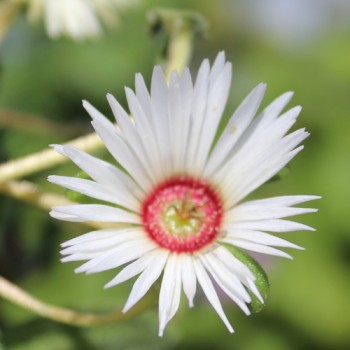 Mittagsblume Mix (Samen)
