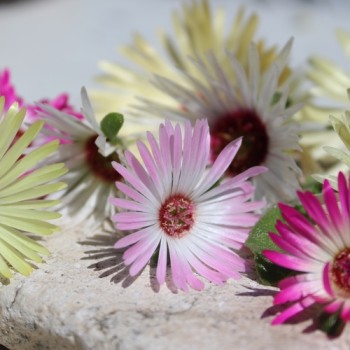 Mittagsblume Mix (Samen)