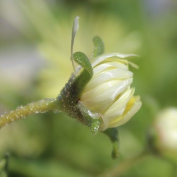 Mittagsblume Mix (Samen)