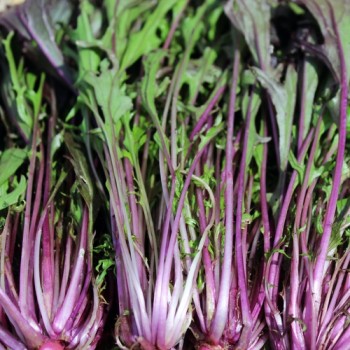 Neu! Mizuna Japanese Purple (Samen)