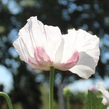 Mohn Blue Moon (Samen)