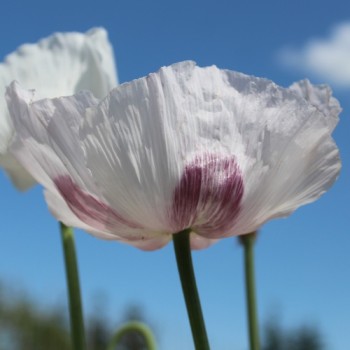 Mohn Blue Moon (Samen)