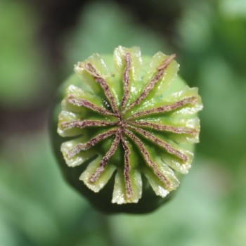 Mohn Blue Moon (Samen)