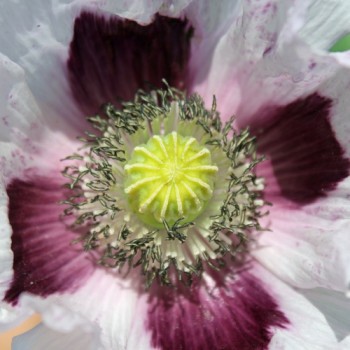Mohn Blue Moon (Samen)