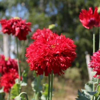 Mohn Crimson Feathers (Samen)