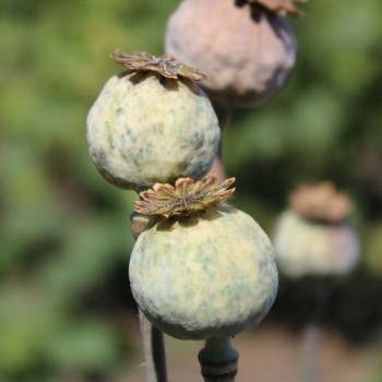 Mohn Crimson Feathers (Samen)