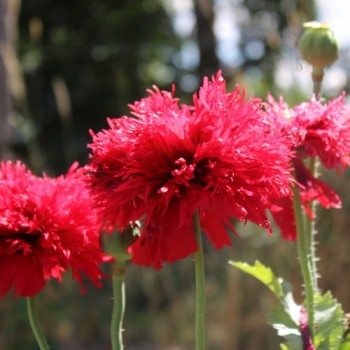 Mohn Crimson Feathers (Samen)