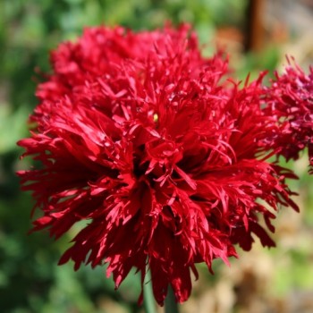Mohn Crimson Feathers (Samen)