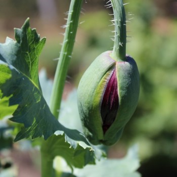 Mohn Crimson Feathers (Samen)